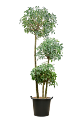 Schefflera Arboricola Compacta