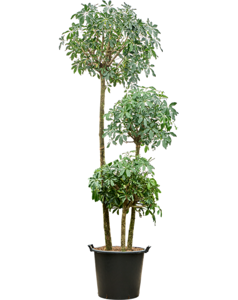 Schefflera