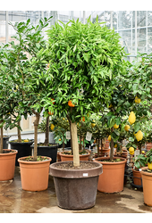 Citrus Sinensis Clementina