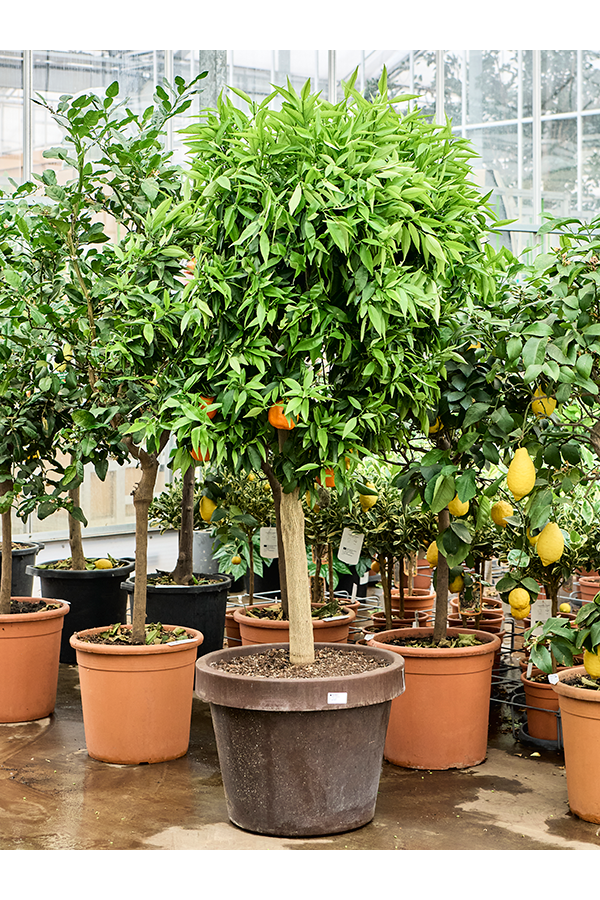 Citrus Sinensis Clementina