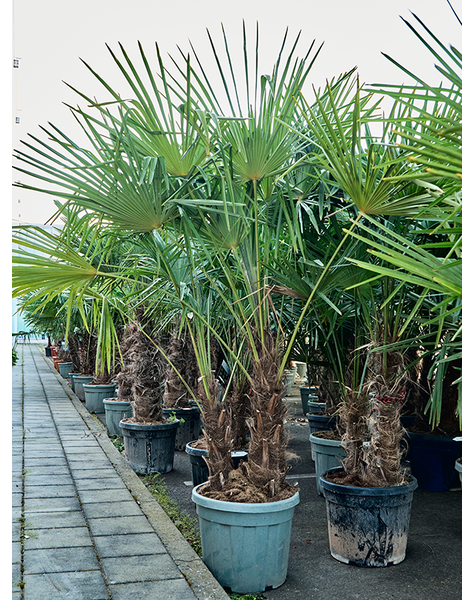Trachycarpus