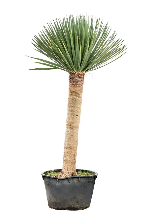 Dracaena Draco Compact