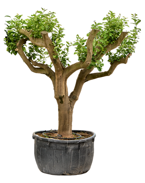 Citrus
