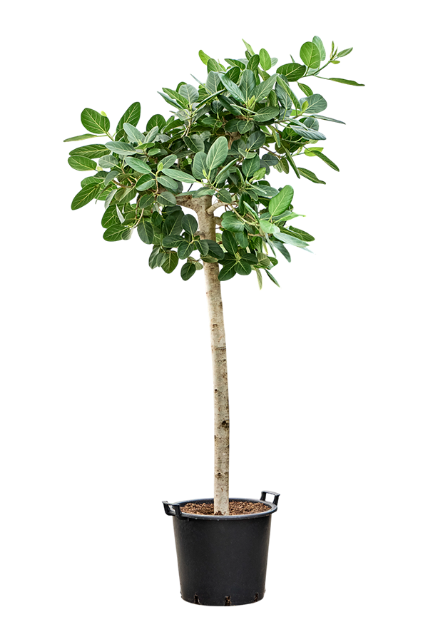 Ficus Benghalensis Audrey
