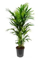 Kentia (Howea) Forsteriana