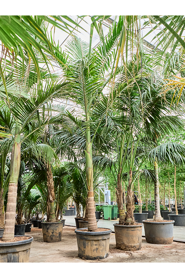 Archontophoenix Alexandrae (400-500)