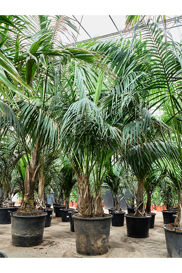 Kentia (Howea) Forsteriana