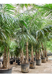 Kentia (Howea) Forsteriana (360-440)