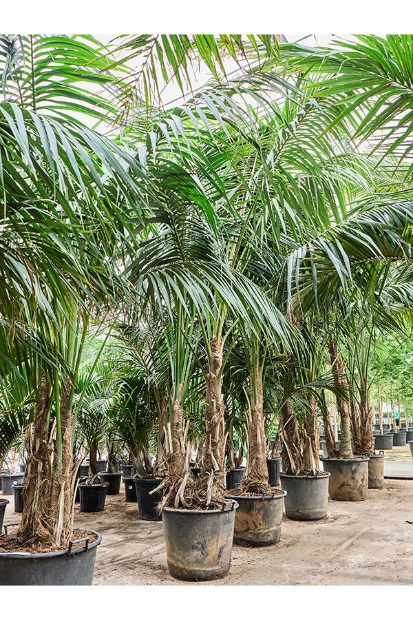 Kentia (Howea) Forsteriana (360-440)