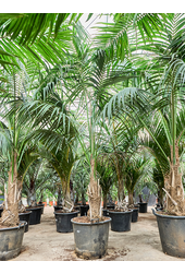 Kentia (Howea) Forsteriana (300-380)