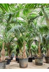 Kentia (Howea) Forsteriana (360-420)