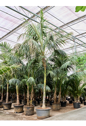 Kentia (Howea) Forsteriana