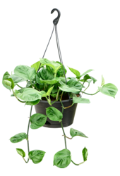 Scindapsus (Epipremnum) Manjula Green