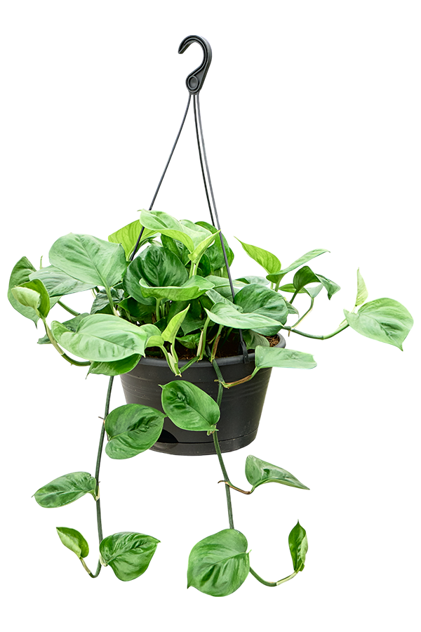 Scindapsus (Epipremnum) Manjula Green