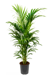 Kentia (Howea) Forsteriana