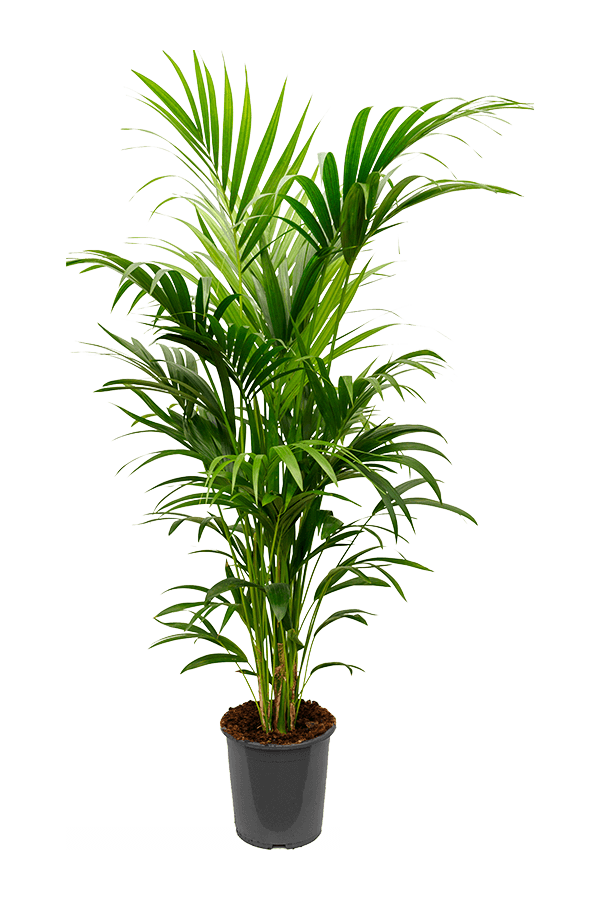Kentia (Howea) Forsteriana