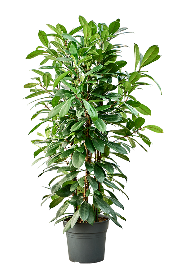 Ficus Cyathistipula