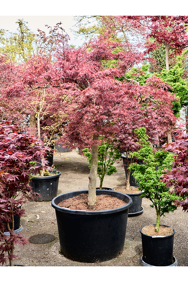 Acer Pal. Diss. Stella Rossa