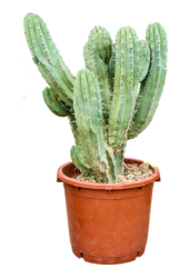 Myrtillocactus Geometrizans