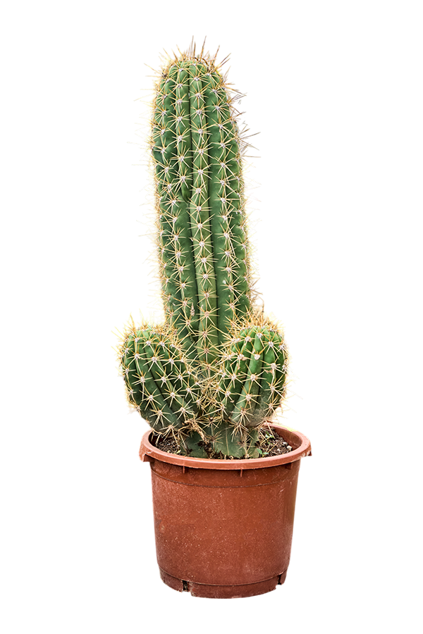 Echinopsis Atacamensis Pasacana (130-150)