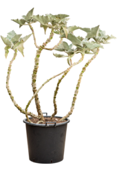 Kalanchoe Beharensis (160-180)