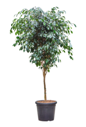 Ficus Benjamina Danielle (140-150)