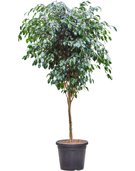 Ficus