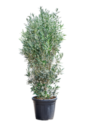 Olea Europaea (140-180)