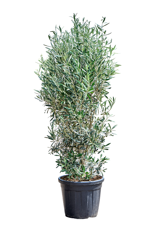 Olea Europaea (140-180)