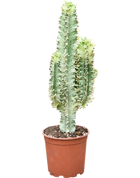 Euphorbia