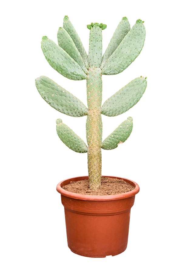 Opuntia Consolea