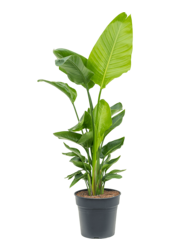Strelitzia Nicolai (120-160)