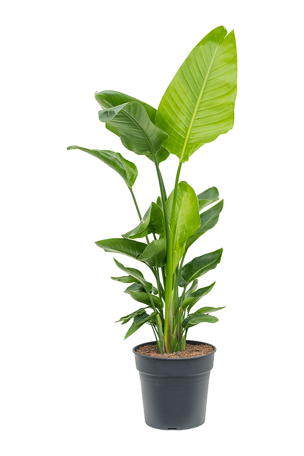 Strelitzia Nicolai (120-160)