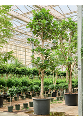 Ficus Lyrata