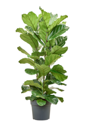Ficus Lyrata