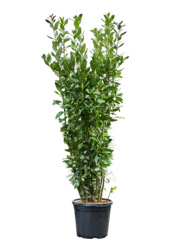 Laurus Nobilis (150-170)