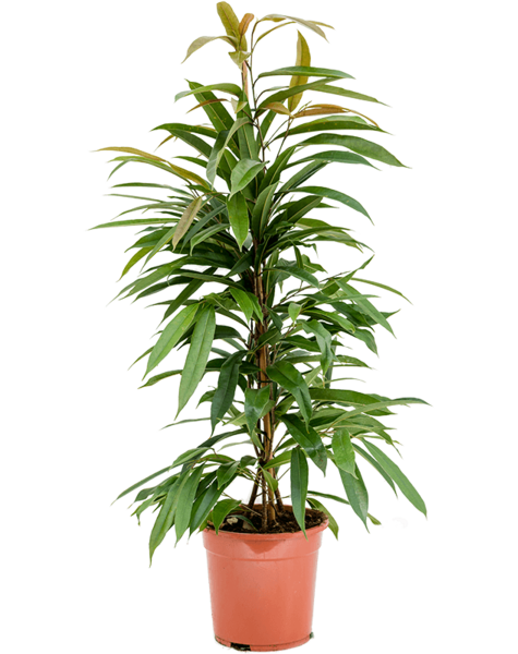Ficus