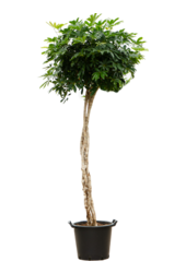 Schefflera Arboricola Compacta