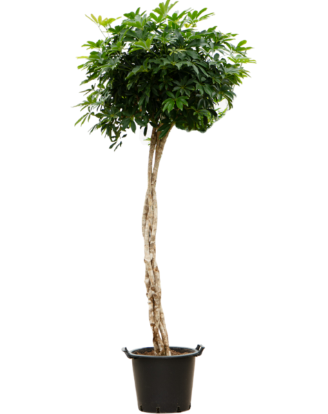 Schefflera