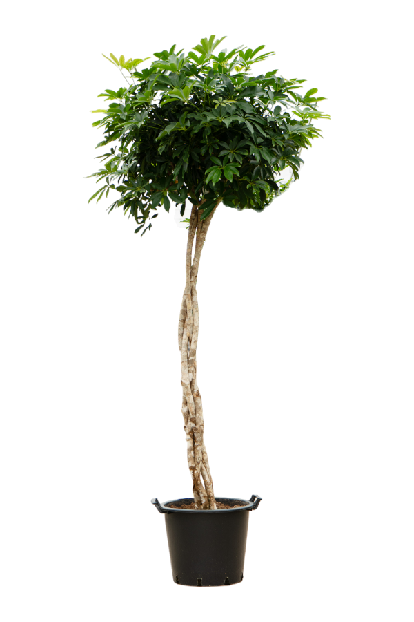 Schefflera Arboricola Compacta