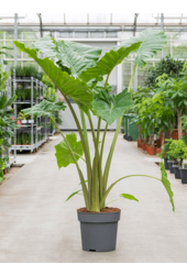 Alocasia Portodora