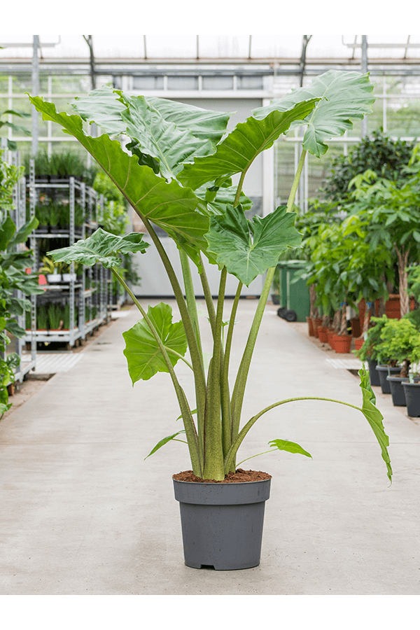 Alocasia Portodora