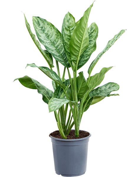 Aglaonema