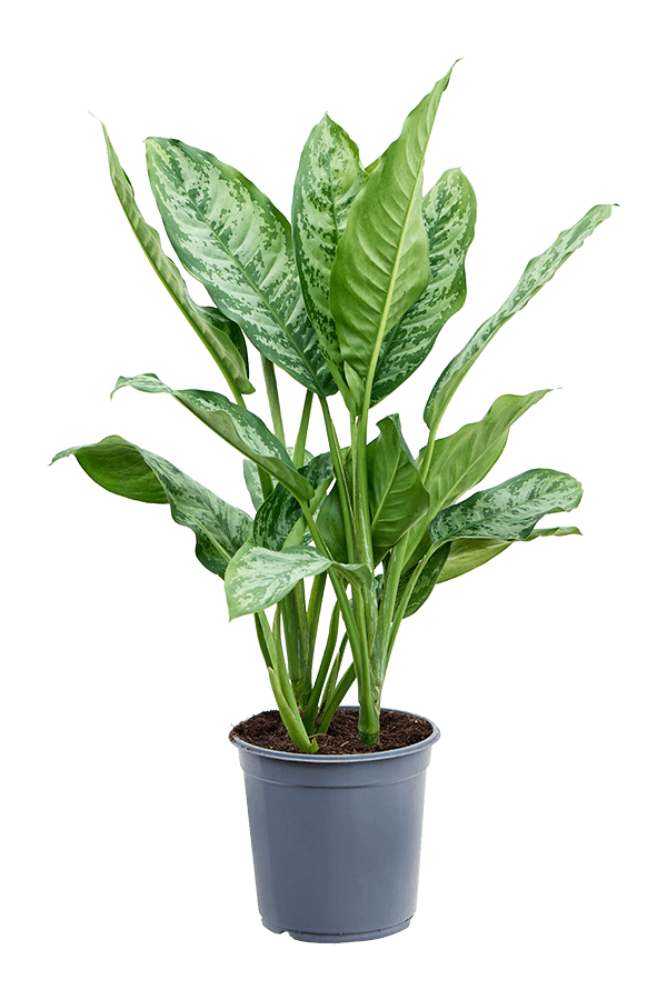 Aglaonema Chantal