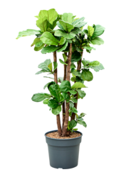 Ficus Lyrata