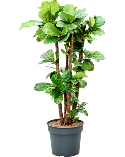 Ficus