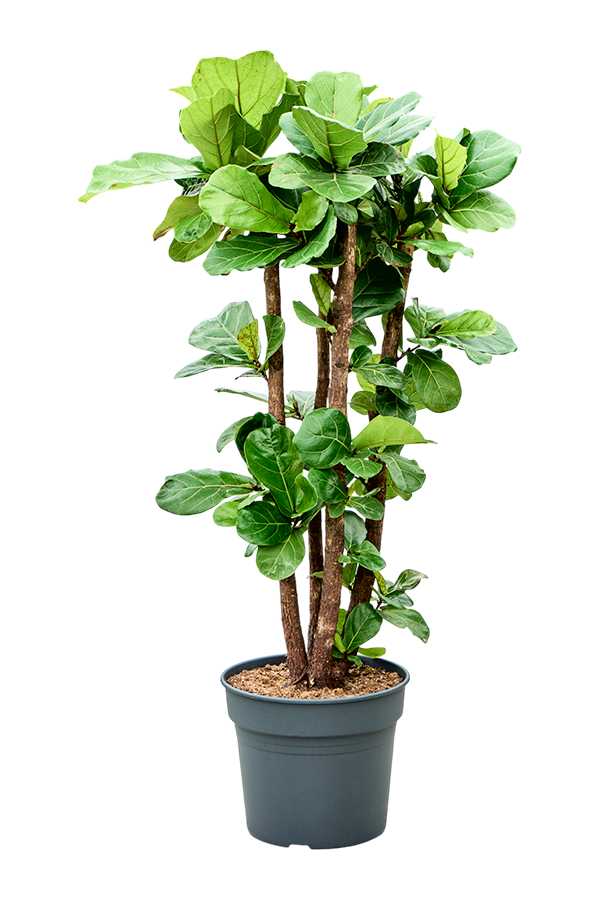 Ficus Lyrata