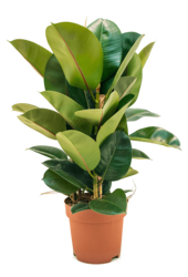 Ficus Elastica Robusta