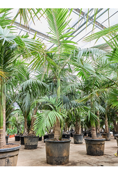 Archontophoenix Alexandrae (400-460)