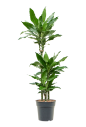 Dracaena Fragrans Burundii